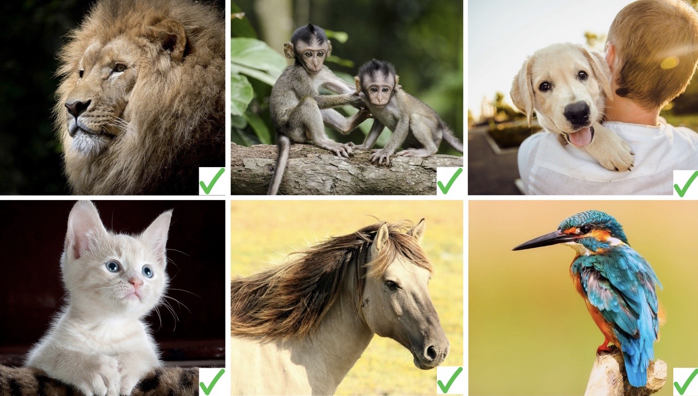 Odgovarajuće fotografije 2